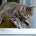 Alarme chien chat